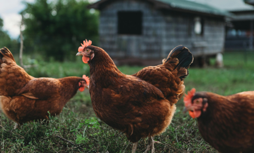 Zdjęcie artykułu z dnia 16-01-2026