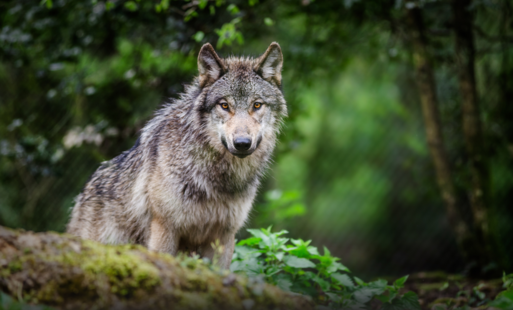 Zdjęcie artykułu z dnia 26-01-2026